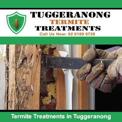 Damage wooden door need termite treatment in Tuggeranong